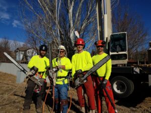 Tree Cutter Services